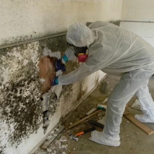 Mold Removal, Sanitizing & Decontamination.