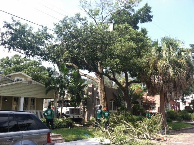 Grand Oak removal, close to home (before).