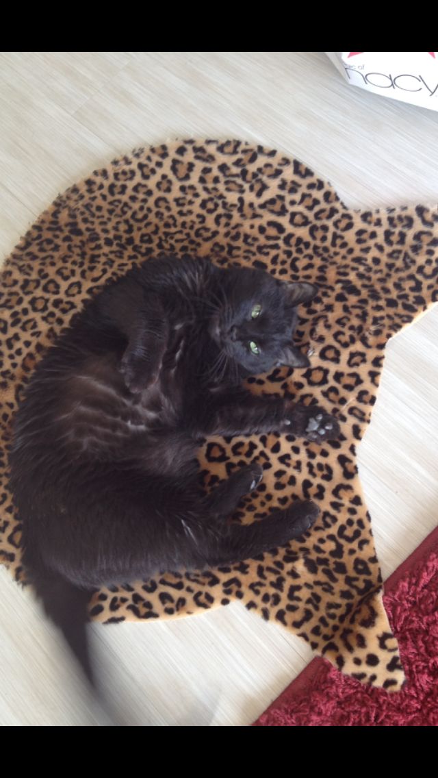 Leo- A talkative, sweet guy!