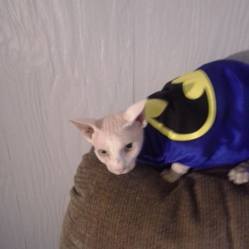 batcat akak ginsu needed super powers to take over