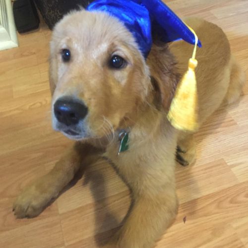Finn Graduated the Puppy Program