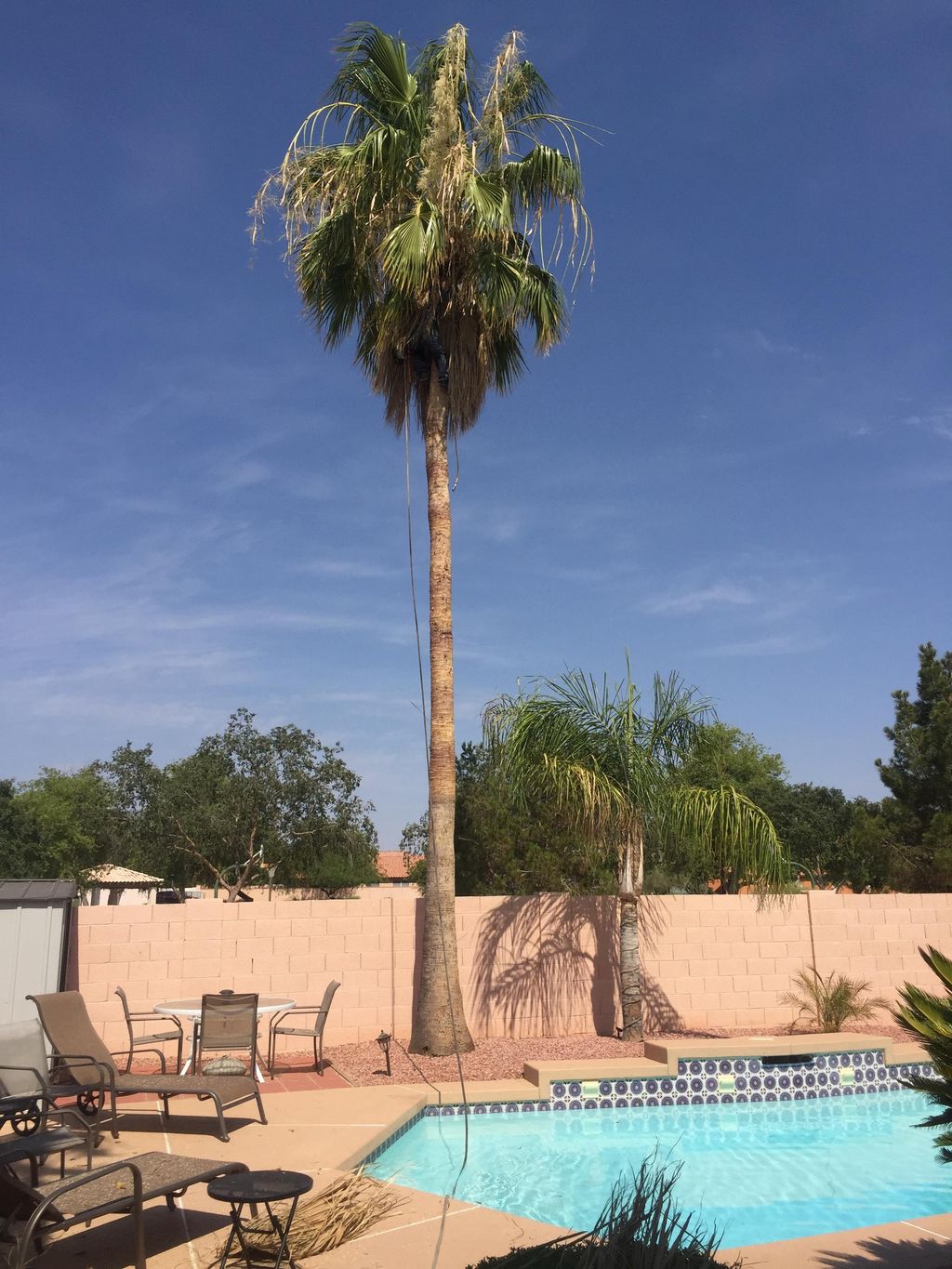 Palm Tree Trimming & Skinning