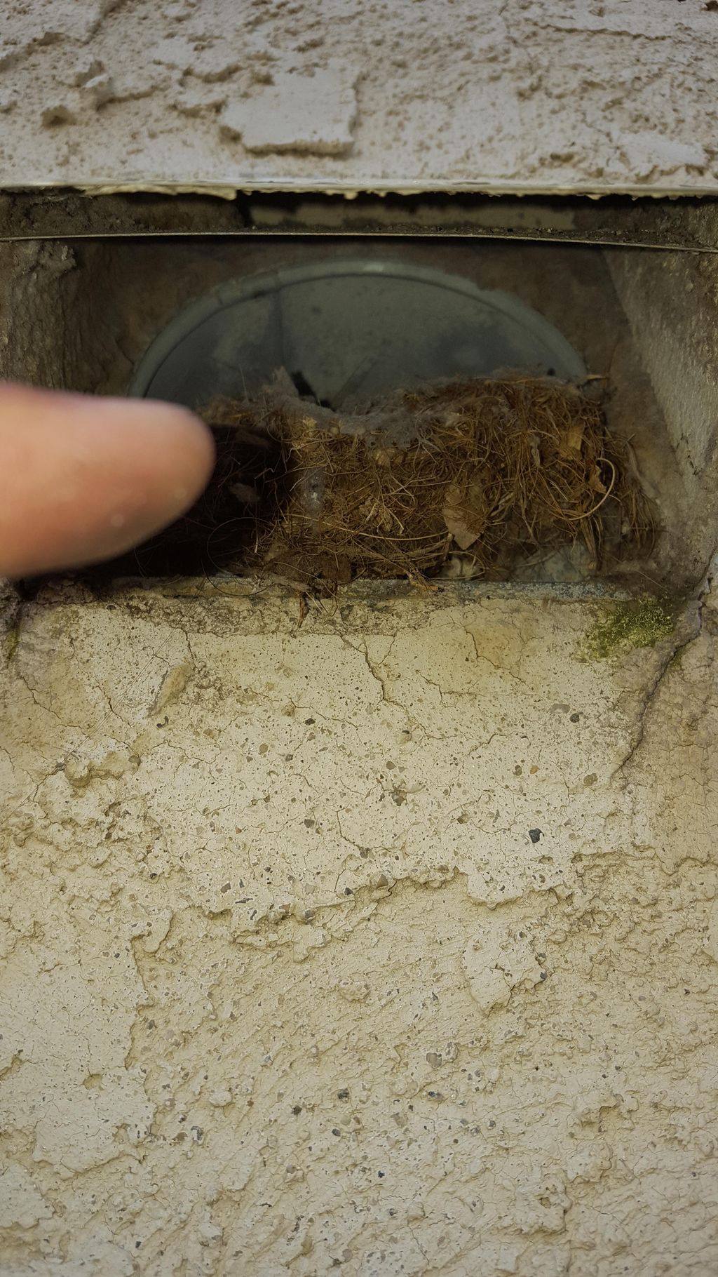 Bird nest in dryer vent blocking air flow 