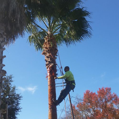 Palm Trimming In Lockhart TX 