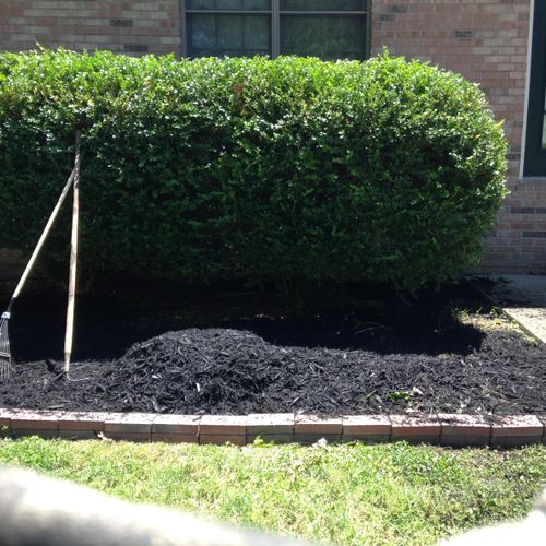 Shrubs trimmed and mulch being replaced