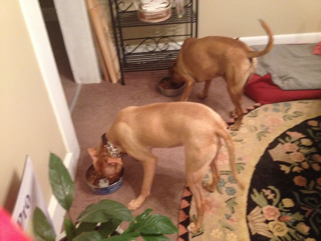Sammie & Lucy having supper after their walk.