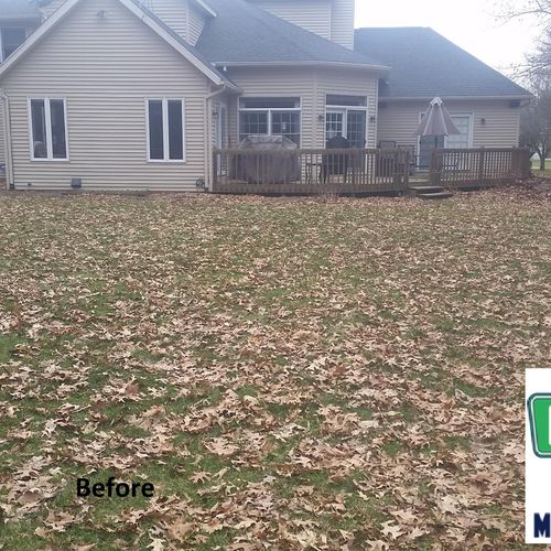 Before Leaf Removal