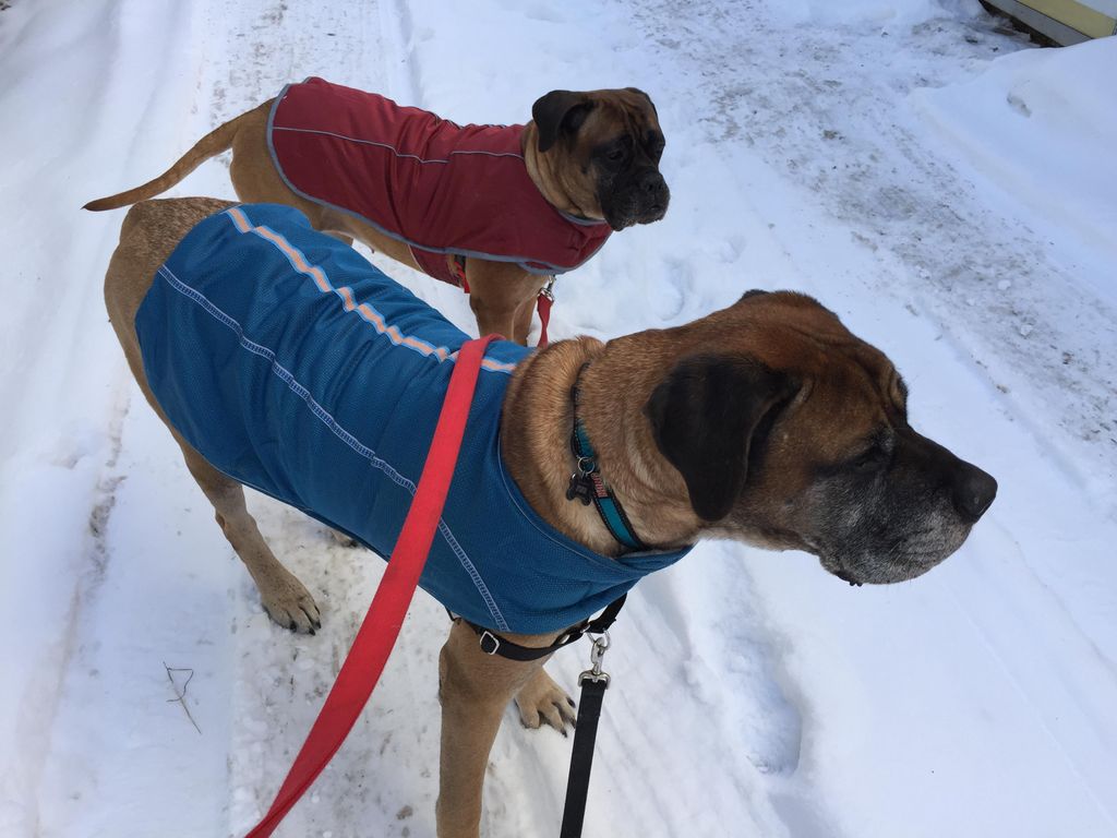 Finn & Lulu enjoying a winter walk.