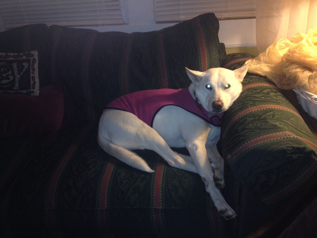 Sheba chilling after playing outside with the tenn