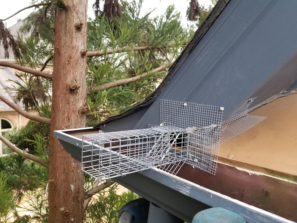 One way door. Used to allow any squirrels that may