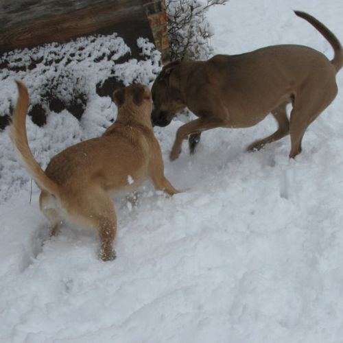 Broozer and Mr. McLoving playing in the snow