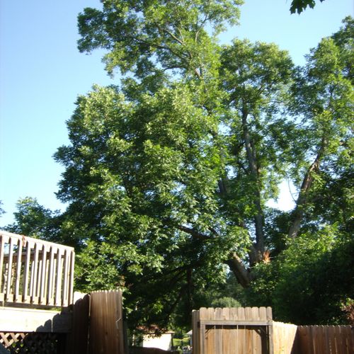 200 Year Old Pecan Tree (Removal)