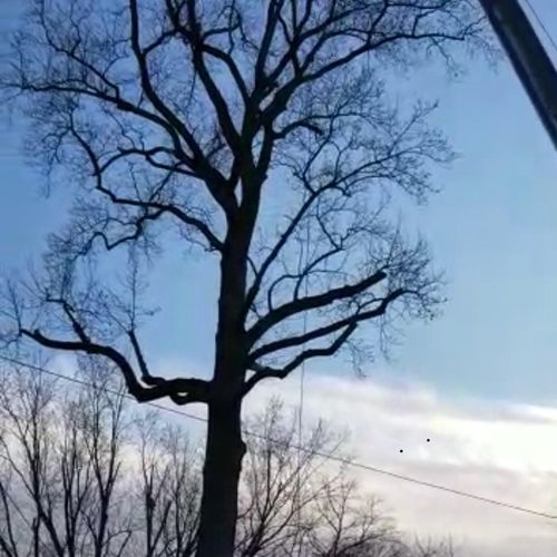 Working on trees with a crane 