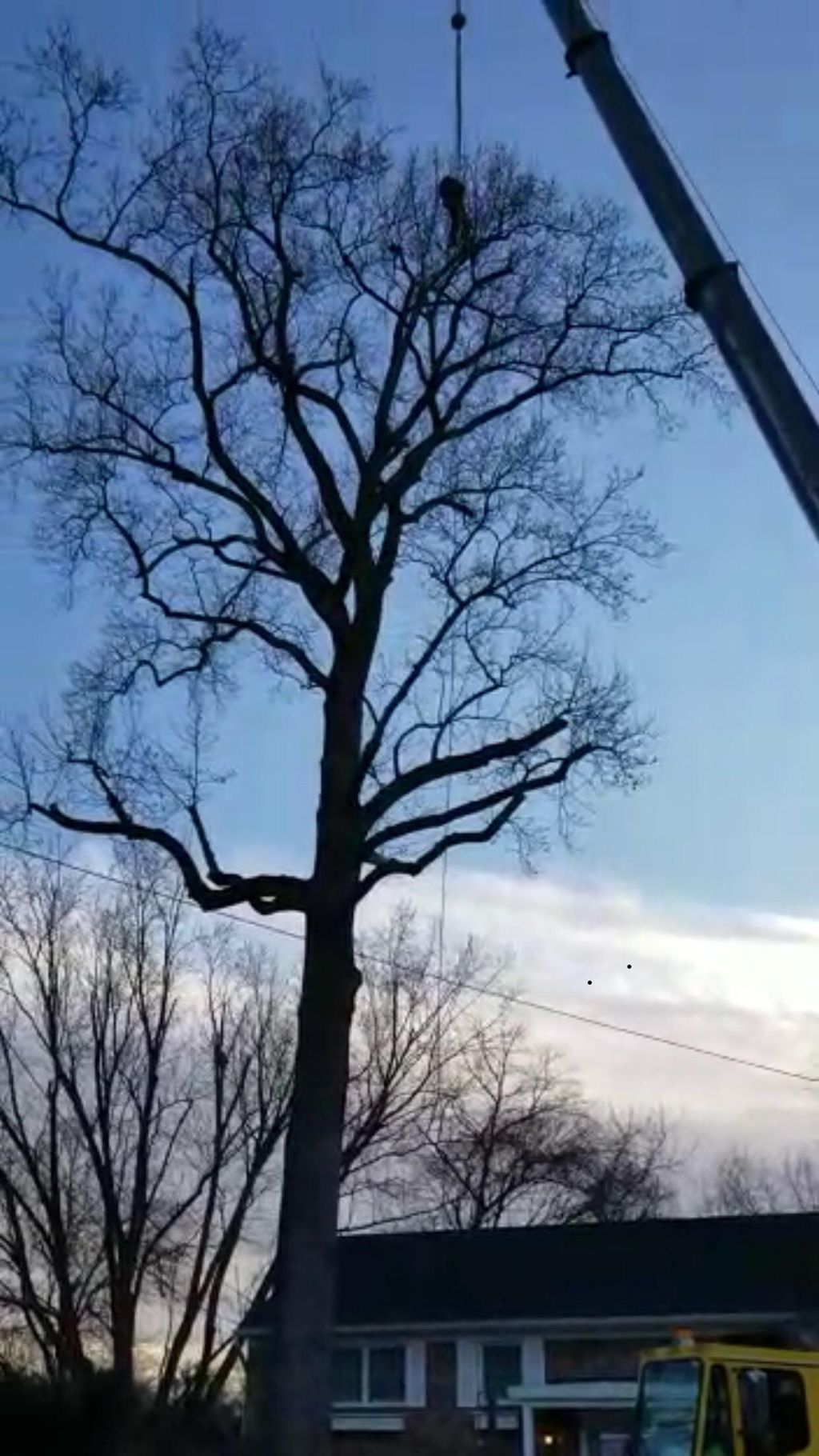 Working on trees with a crane 