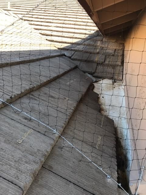after clean up and pigeon exclusion 