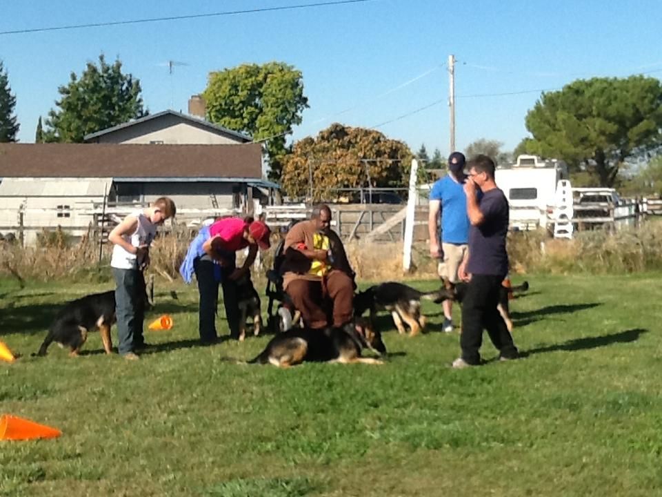 Group classes can really help your dog get use to 