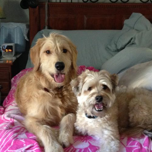 My goldendoodle hanging with our guest, Chester, f