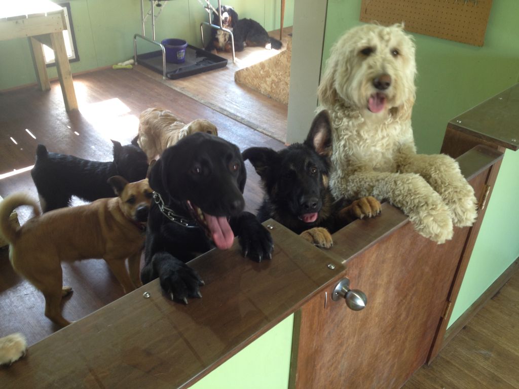 Dogs love our at-home feeling facility