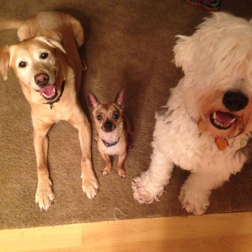 Three dogs practicing stationary behaviors