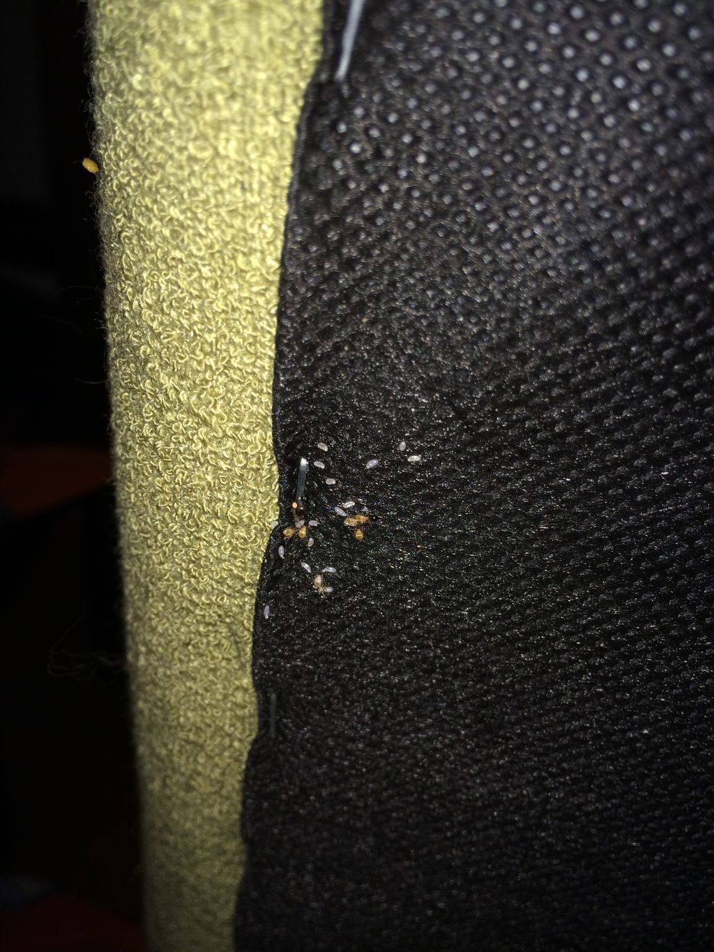 Bedbug eggs and nymphs found on the underside of a