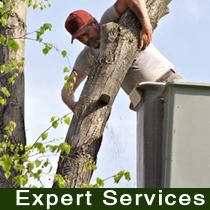CHEAP TREE SERVICE