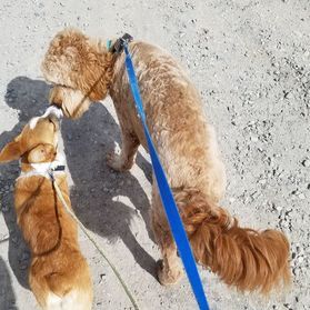 Percy and Lilly - Goldendoodle and Corgi!