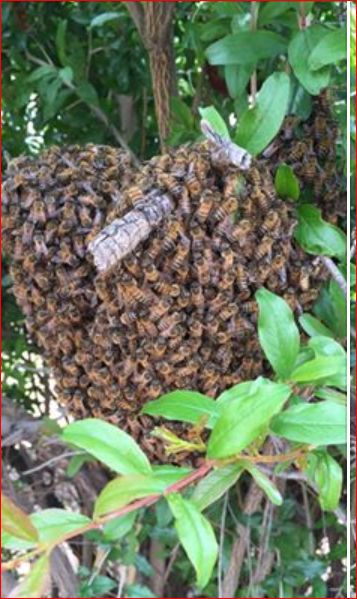 Back yard swarm