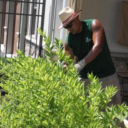 Our services include pruning trees and shrubs, app