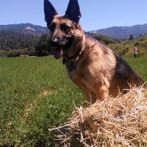 Meet Sierra. This is Faith's demo dog. Sierra is v