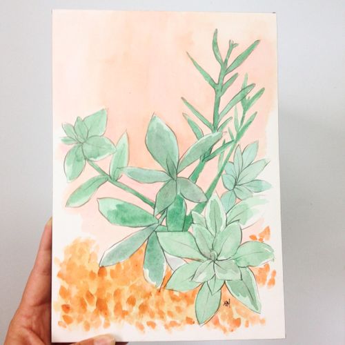 Succulent illsutration - watercolor + graphite