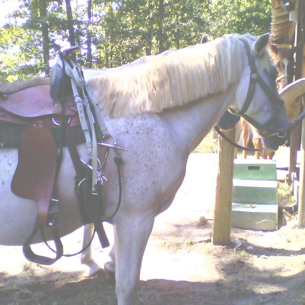 Brandi's Horseback Riding Lessons