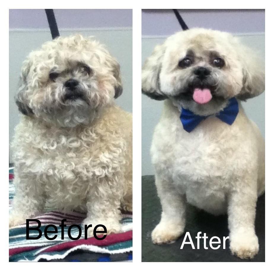 All our professional groomers use no-heat dryers t