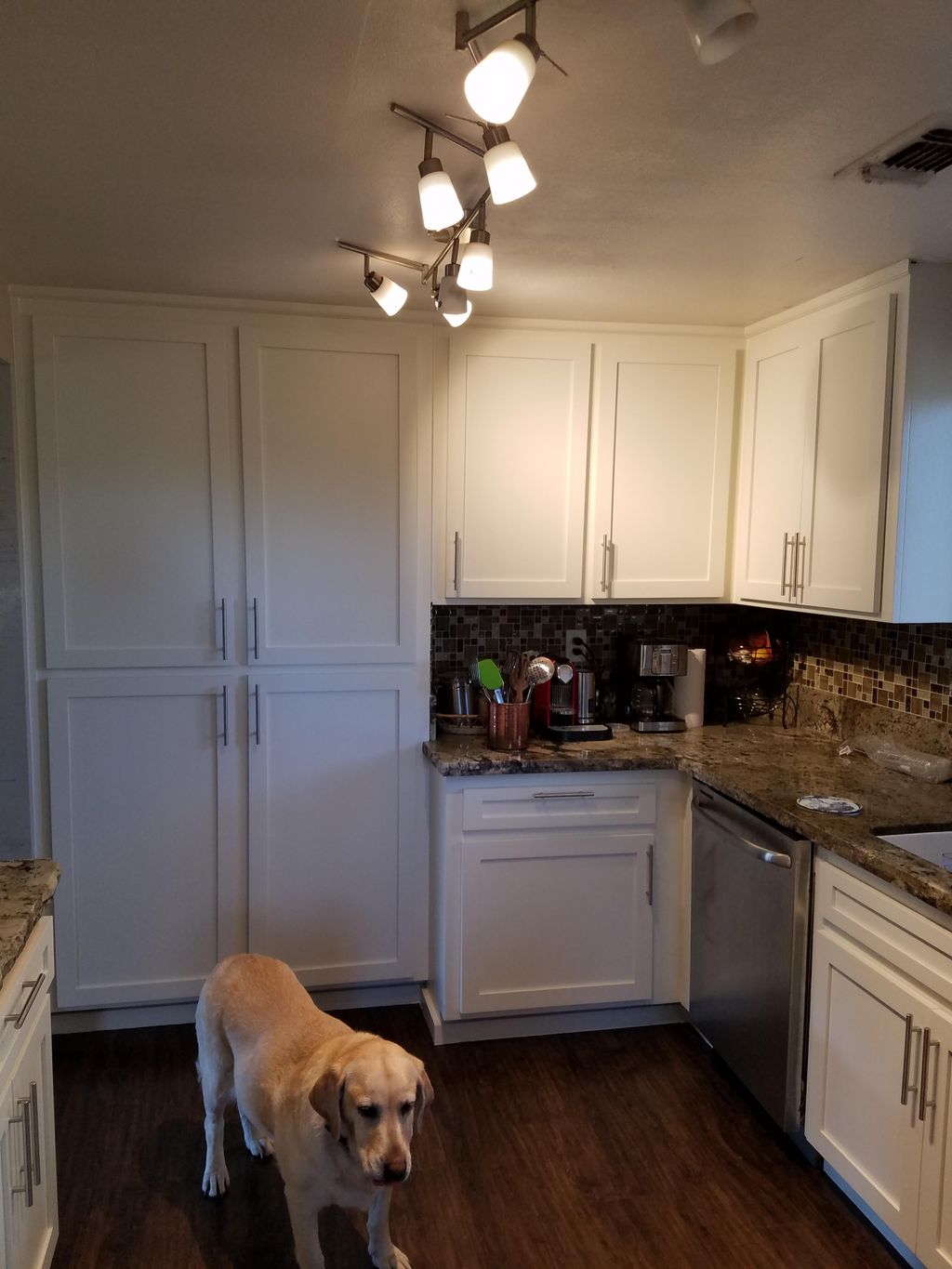 kitchen in Auburn with London mascot Bella 
