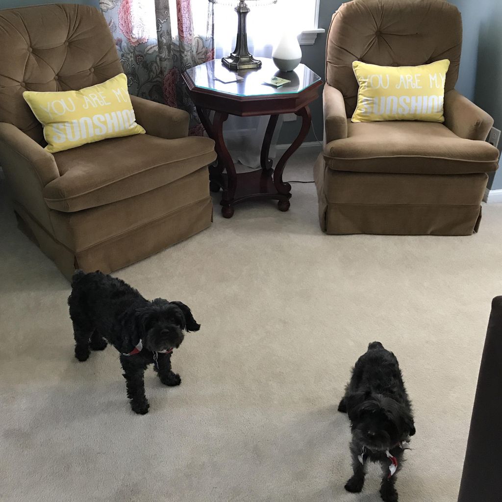 Precious pups... we can treat your pet stains.