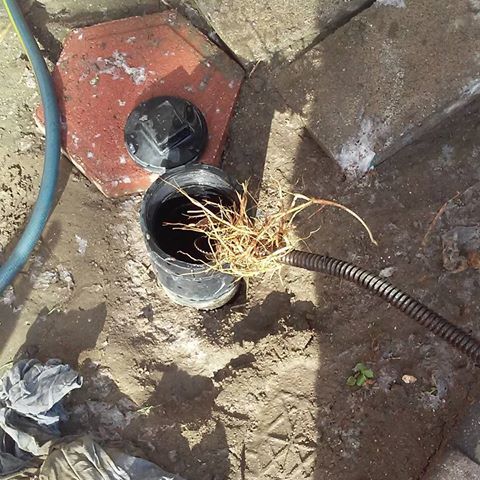 ROOTS IN SEWER DRAIN