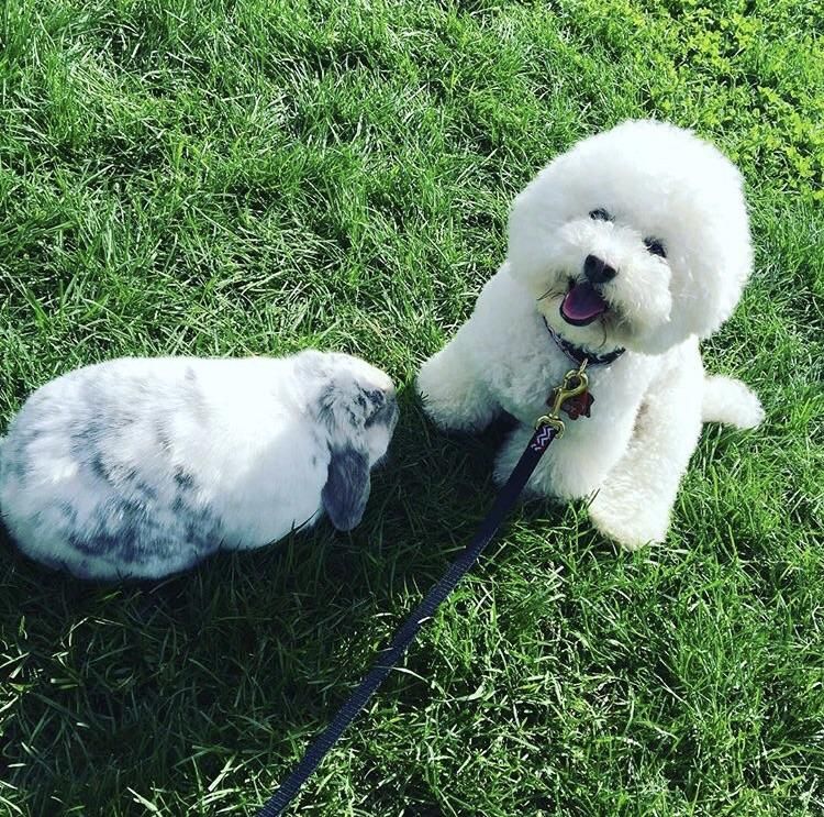 Fluffy Doggy Hotel