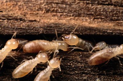 Subterranean termites