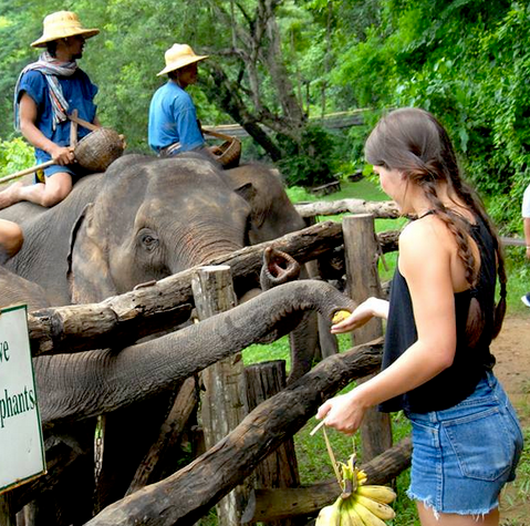 Learning about Elephants in Thailand