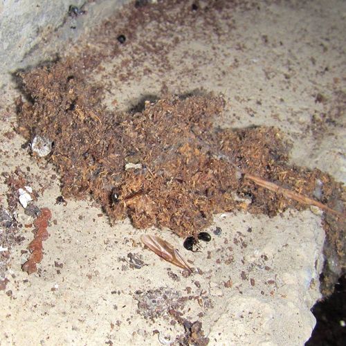 Carpenter ant frass in the crawlspace