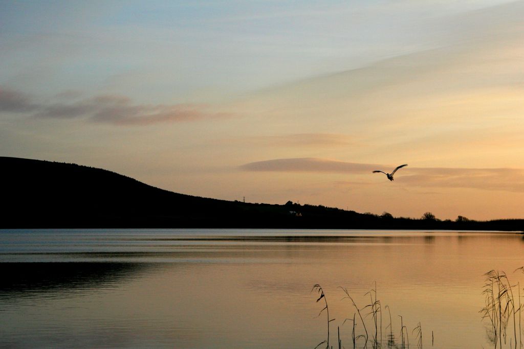 Wildlife & Landscape Photography