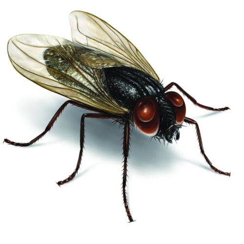 Flies are carry many diseases and filth!
