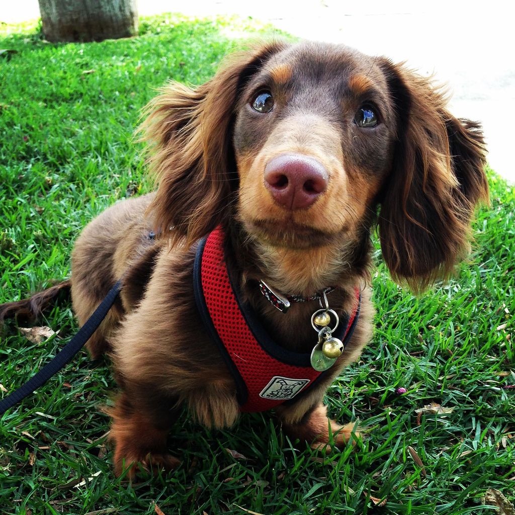 Baby Jiffy taking a private walk with his beloved 
