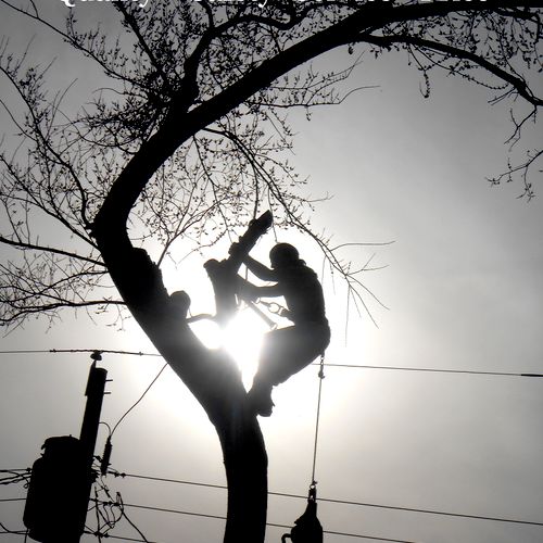 Carter Tree Service - Our goal is 100%  Customer S