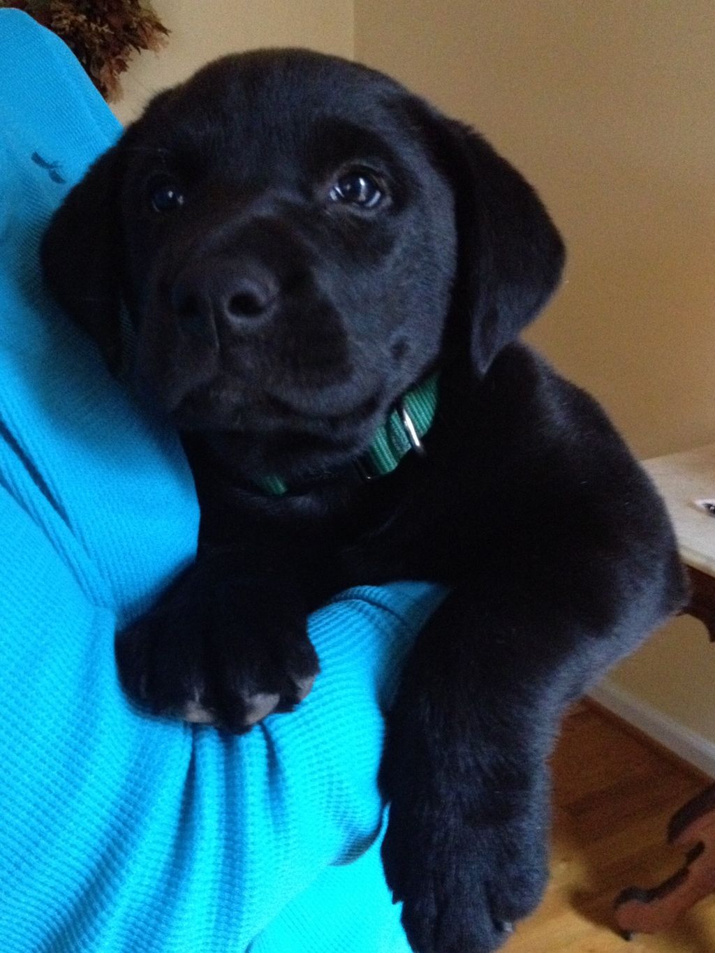 Deacon getting ready for private, in-home puppy tr