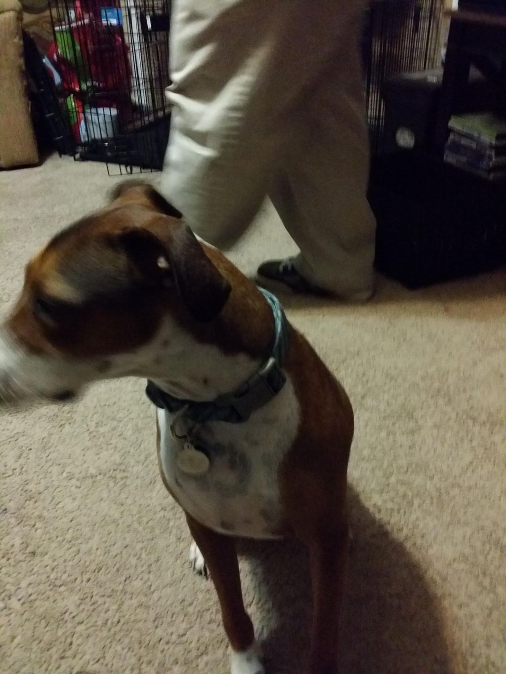 Abe a Major lap dog and so easy to train.