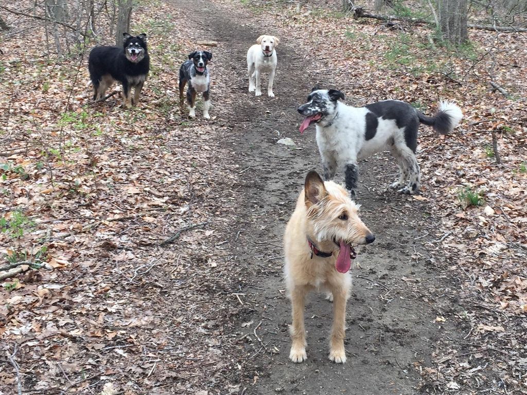 Exercise reduces behavioral issues