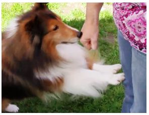 I'm using the Fist Push as my treat delivery syste