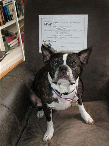Canine Good Citizen Graduate!