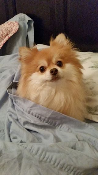 Sweet little Carmella enjoying having us sleep ove