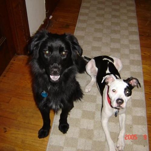 These were my first 2 dogs I trained in college, C